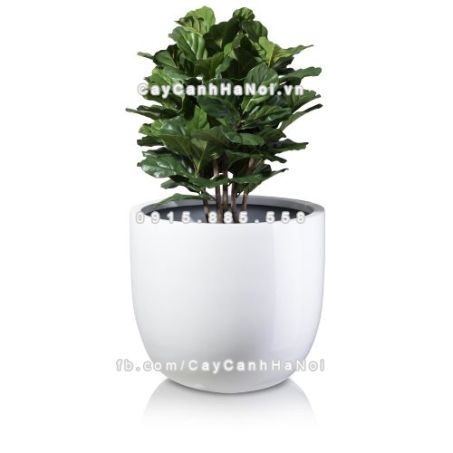 chau_composite_trong_cay_cao_cap_1083_trang4