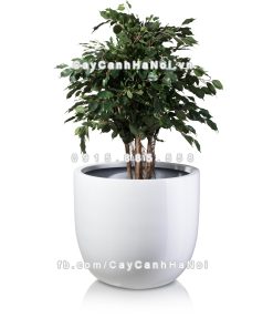 chau composite trong cay cao cap 1083 trang5