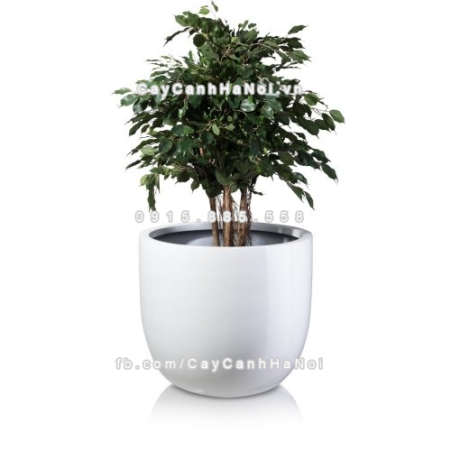 chau_composite_trong_cay_cao_cap_1083_trang5