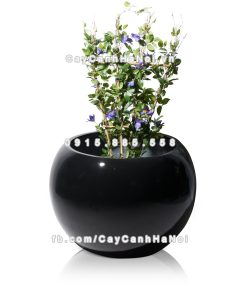 chau composite trong cay cao cap 1091 den2