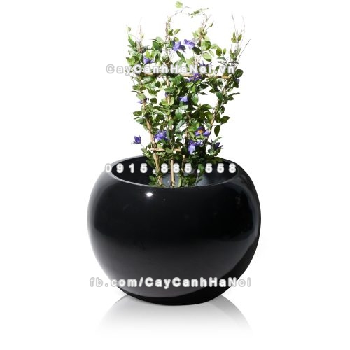 chau_composite_trong_cay_cao_cap_1091_den2