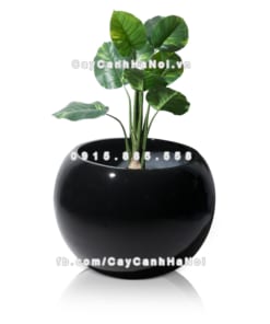 chau composite trong cay cao cap 1091 den3