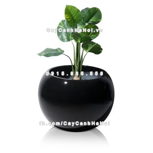 chau_composite_trong_cay_cao_cap_1091_den3