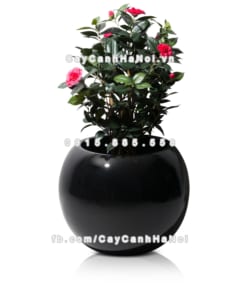 chau composite trong cay cao cap 1091 den4