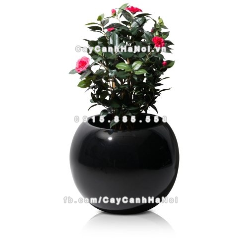 chau_composite_trong_cay_cao_cap_1091_den4