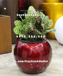 chau composite trong cay cao cap 1091 do2