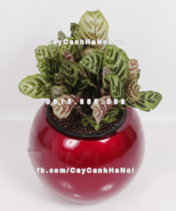 chau composite trong cay cao cap 1091 do3