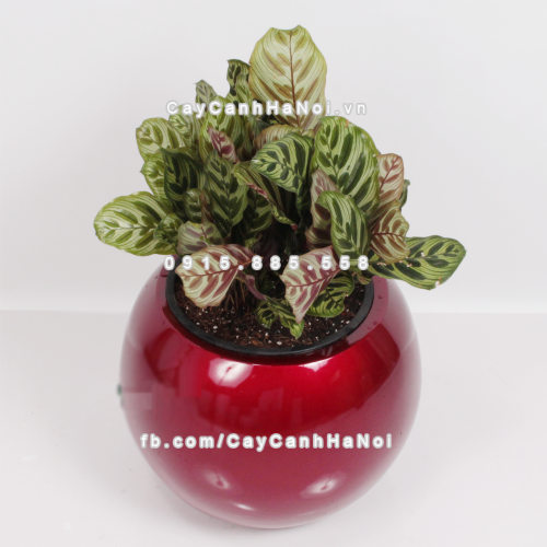 chau_composite_trong_cay_cao_cap_1091_do3