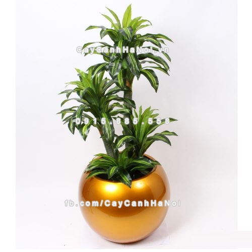 chau_composite_trong_cay_cao_cap_1091vang-gold-bong-1