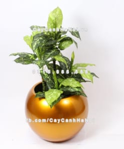 Chậu composite trồng cây cao cấp Anber 1091 (Vàng gold bóng) 2 chau composite trong cay cao cap 1091vang gold bong 2