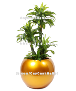 Chậu composite trồng cây cao cấp Anber 1091 (Vàng gold bóng) 3 chau composite trong cay cao cap 1091vang gold bong 2