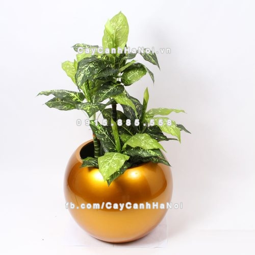 chau_composite_trong_cay_cao_cap_1091vang-gold-bong-2