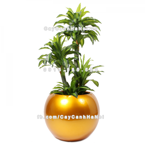 chau_composite_trong_cay_cao_cap_1091vang-gold-bong-2