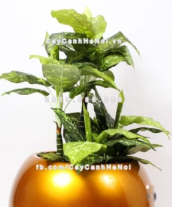 Chậu composite trồng cây cao cấp Anber 1091 (Vàng gold bóng) 4 chau composite trong cay cao cap 1091vang gold bong 3