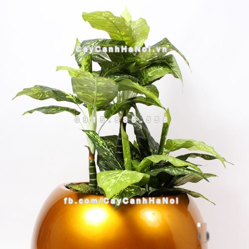 Chậu composite trồng cây cao cấp Anber 1091 (Vàng gold bóng) 8 chau_composite_trong_cay_cao_cap_1091vang-gold-bong-3
