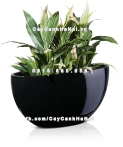 Chậu composite trồng cây cao cấp Anber 1095 (Đen bóng) 1 chau composite trong cay cao cap 1095 den bong 1