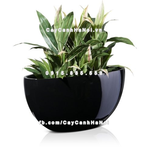 Chậu composite trồng cây cao cấp Anber 1095 (Đen bóng) 8 chau_composite_trong_cay_cao_cap_1095-den-bong-1