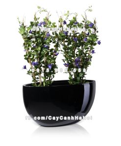 Chậu composite trồng cây cao cấp Anber 1095 (Đen bóng) 2 chau composite trong cay cao cap 1095 den bong 3