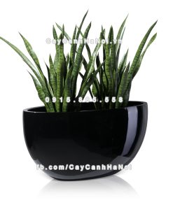 Chậu composite trồng cây cao cấp Anber 1095 (Đen bóng) 4 chau composite trong cay cao cap 1095 den bong 5