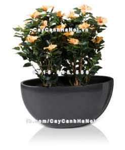 chau composite trong cay cao cap 1095 xam bong 2