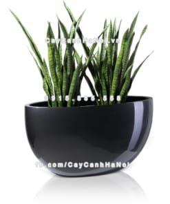 chau composite trong cay cao cap 1095 xam bong 3