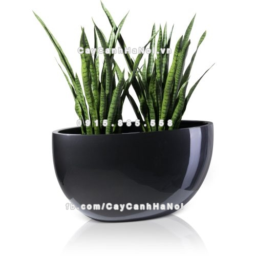 chau_composite_trong_cay_cao_cap_1095-xam-bong-3