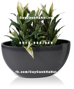 chau composite trong cay cao cap 1095 xam bong 5