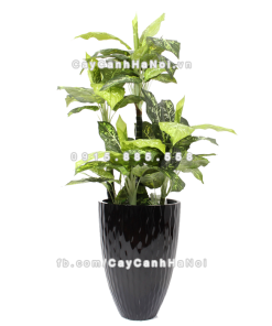 Chậu composite trồng cây cao cấp Anber 1100 (Đen bóng) 1 chau composite trong cay cao cap 1100 den2