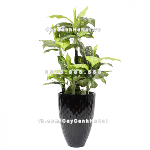 chau_composite_trong_cay_cao_cap_1100_den2