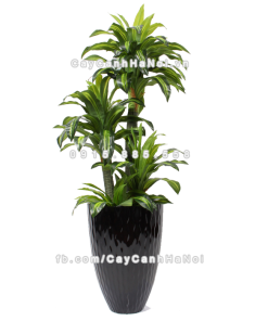 Chậu composite trồng cây cao cấp Anber 1100 (Đen bóng) 2 chau composite trong cay cao cap 1100 den3