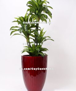 chau composite trong cay cao cap 1100 do3