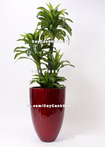 chau_composite_trong_cay_cao_cap_1100_do3