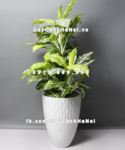 Chậu composite trồng cây cao cấp Anber 1100 (Trắng bóng) 1 chau composite trong cay cao cap 1100 trang2