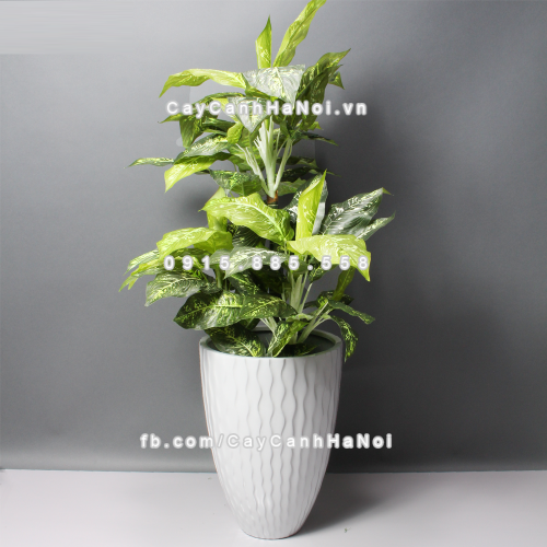 Chậu composite trồng cây cao cấp Anber 1100 (Trắng bóng) 2 chau_composite_trong_cay_cao_cap_1100_trang2