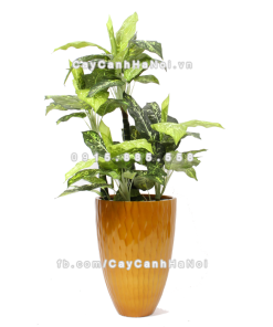 chau composite trong cay cao cap 1100 vang2