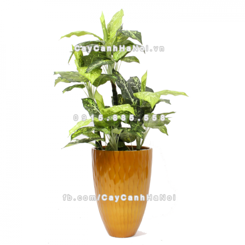 chau_composite_trong_cay_cao_cap_1100_vang2