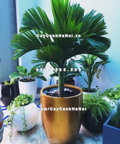 Chậu composite trồng cây cao cấp Anber 1229 (Vàng gold) 1 chau composite trong cay cao cap 1229 vang gold 2