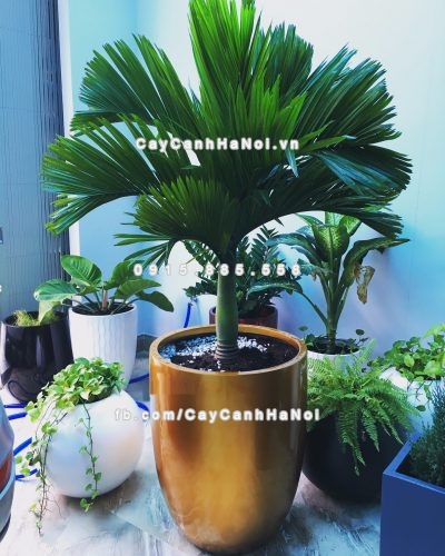 chau_composite_trong_cay_cao_cap_1229_vang_gold-2