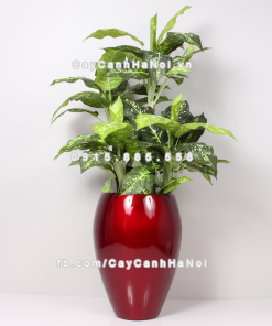 Chậu composite trồng cây cao cấp Anber 1240 (Đỏ đô) 1 chau composite trong cay cao cap 1240 do do 1