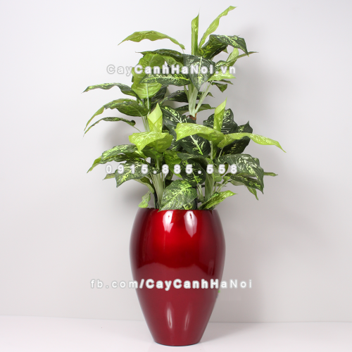 chau_composite_trong_cay_cao_cap_1240-do-do-1