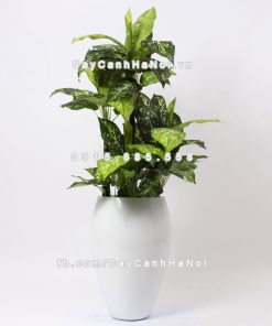 chau composite trong cay cao cap 1240 trang bong 1