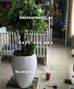 chau composite trong cay cao cap 1240 trang bong 3