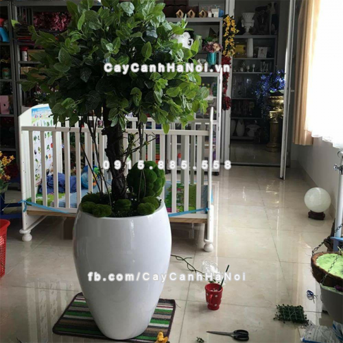 chau_composite_trong_cay_cao_cap_1240-trang-bong-3