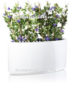 chau composite trong cay cao cap 1391 trang bong 1