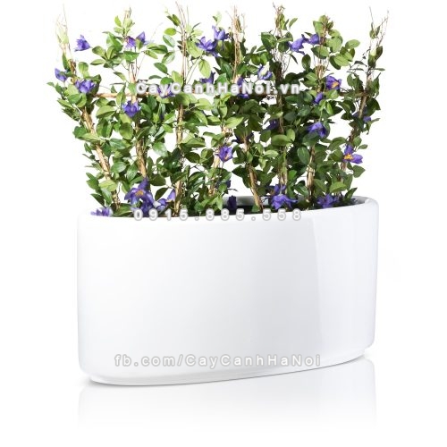 chau_composite_trong_cay_cao_cap_1391-trang-bong-1