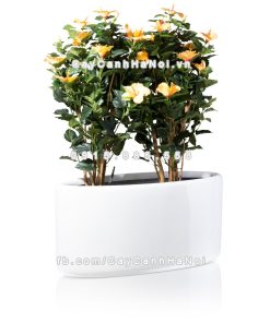 chau composite trong cay cao cap 1391 trang bong 3