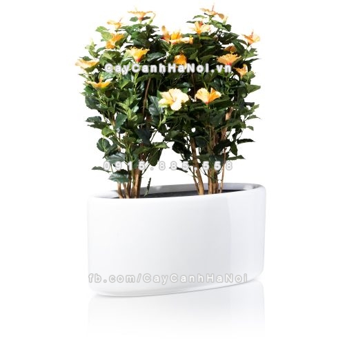 chau_composite_trong_cay_cao_cap_1391-trang-bong-3