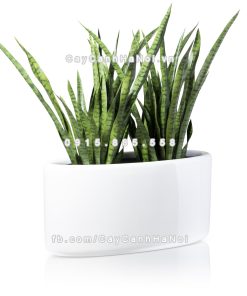 chau composite trong cay cao cap 1391 trang bong 4