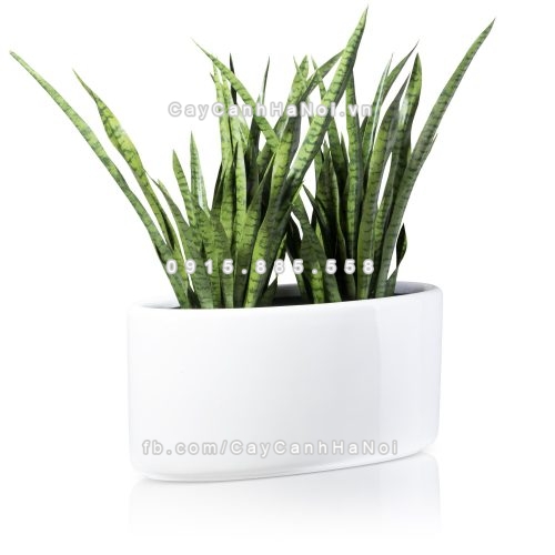 chau_composite_trong_cay_cao_cap_1391-trang-bong-4