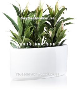 chau composite trong cay cao cap 1391 trang bong 5